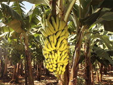 Dia de Campo - Manejo Racional do Bananal