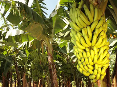 I Encontro com Produtores de Banana. Participem!