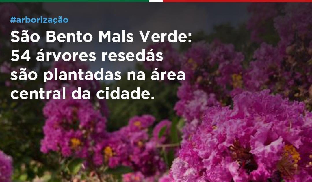 Projeto Mais Verde: árvores resedás são plantadas no centro da cidade